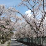 <span class="title">今日の1枚「琵琶湖第1疎水の桜」</span>